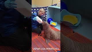 Day in the Life with Rescued Walrus Calf