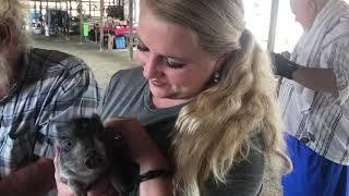 Cute Baby Pig Squealing 