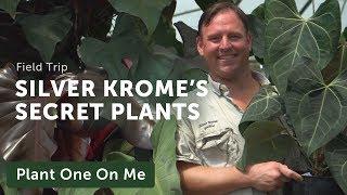 Silver Krome Private Plant Collection (Aroids Galore!!)— Ep 167