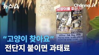 “고양이 찾아요” 전단지 붙이면 과태료 | 뉴스A