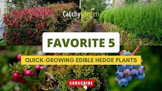 Favorite 5 Quick Growing Edible Hedge Plants  // Gardening Tips