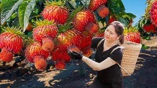 6 Days of harvesting in the forest | Harvesting Giant Wild Strawberry - Survive in the forest