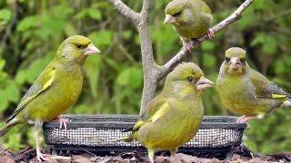 Greenfinch Birds Invasion