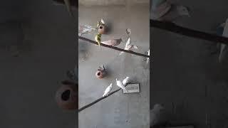 Progress birds colony#shorts #youtubeshorts