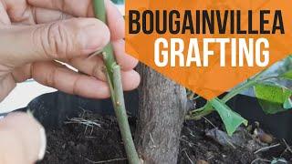 HOW TO GRAFT BOUGAINVILLEA [6 easy steps]