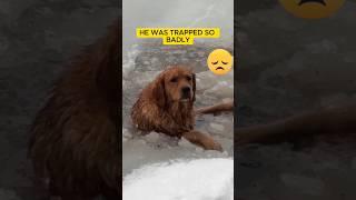 Dog Stuck In Frozen Lake Cries To Rescuers For Help  #shorts  #rescue #dog