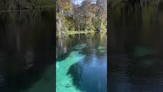 The perfect view for a morning on the water  #GetUpAndGoKayaking #FloridaSprings #Manatee