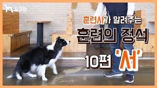 [도그원 Pet TV] 강아지 훈련의 정석 10편 일어서 훈련 / 훈련사가 알려주는 / 애견훈련 / Dog Training