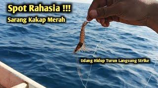 Mancing Ikan Umpan Udang Di Rumpon Kakap Merah