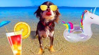 TALKING DOG HOLIDAY | PUPPY SUMMER VACATION