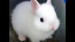 Funny Baby Bunny Rabbit Videos Compilation - Cute Rabbits