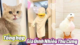 Tổng Hợp Gia Đình Nhiều Thú Cưng P2  #thúcưng #vậtnuôi #chómèohàihước #funny