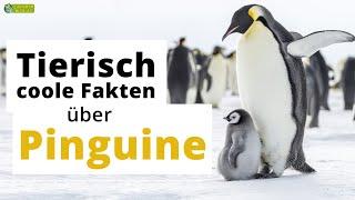 17 tierisch coole Steckbrief-Fakten über Pinguine - Doku-Wissen für Kinder