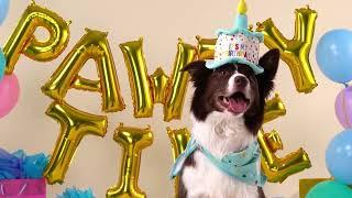 It's Pawty Time! | Bailey & Bella Birthday Collection