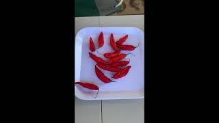 TEASER: HOW MANY BHUT JOLOKIA GHOST PEPPERS CAN johnny SMALL pepper eat?