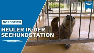 Jupp und Franz sind die ersten Heuler in der Seehundstation Norddeich