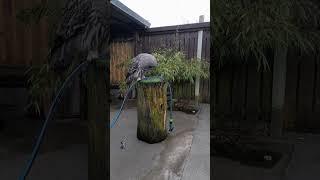 Just Nigel being Nigel Great Grey Owl #shorts #birdsofprey #owls #ireland #fluffy #funny #animals