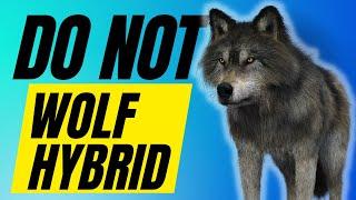 7 Reasons You SHOULD NOT Get a Wolf Hybrid Dog Breed