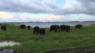 The Gathering of Elephants, Kaudulla National Park, Sri Lanka