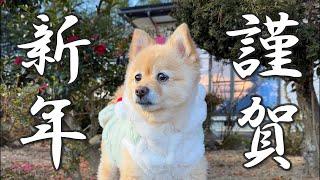 【謹賀新年】福島の実家に帰省した愛犬のお正月休みに密着！