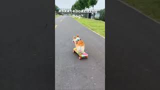 This SKATEBOARDING Dog Will Make You Laugh So Hard You'll Cry!