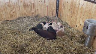 Dozens of starved farm animals rescued in eastern Iowa