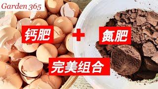 【钙肥，氮肥】怎样用咖啡渣和鸡蛋壳做有机肥？How to make fertilizers with egg shells and coffee grounds