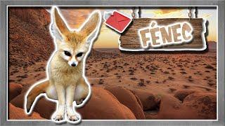 Fennec fox: the little dessert-eared fox