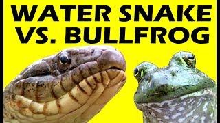 WATER SNAKE VS. BULLFROG