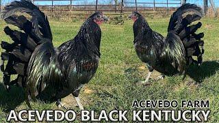 QUALITY Kentucky Beautiful Black Birds - JUAN ACEVEDO FARM Kentucky USA