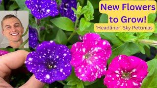 'Headliner' Sky Petunias - Try these New Plants!