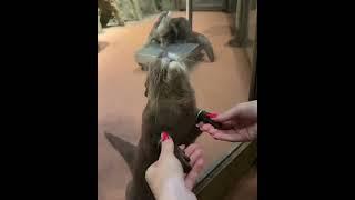 Holding hands with otters