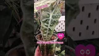 Alocasia Amazonica pink mint Variegata