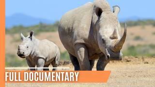 Hippos vs. Rhinos in the Wild | Full Documentary