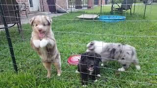 Australian Shepherd puppies