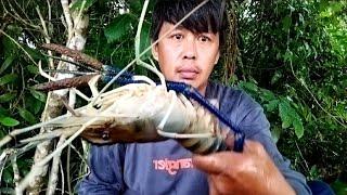 Fishing for monster prawns in the river!! udang galah monster bersarang tepat di batang pohon!!