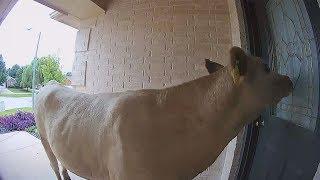 Lost Cow Knocks On Front Door