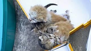 Four newborn kittens were cruelly abandoned in a trash bin by their owner after their mother died.