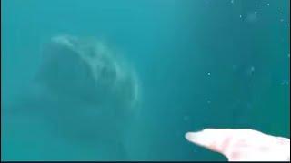 Close Encounter With A Massive Great White Shark