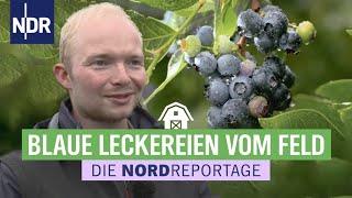 Hochsaison im Beerenland | Die Nordreportage | NDR