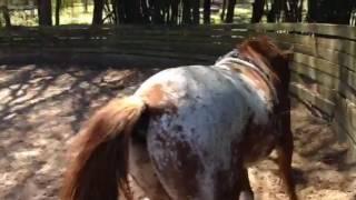 Storm learning collection 1 (in roundpen)