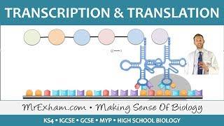 Protein Synthesis Part 2 - Transcription and Translation - GCSE Biology (9-1)