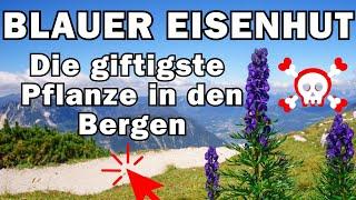 Blauer Eisenhut giftig, Wirkung und Wissen  Aconitum napellus 