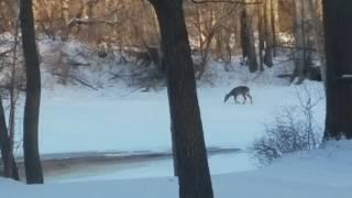 Hungry White-tailed Deer