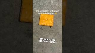 This ant will never be trusted again 