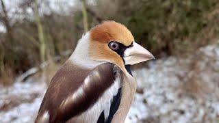 Hawfinch (Coccothraustes coccothraustes) - birds close up