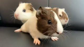 Excited Baby Guinea Pigs Wheeking Loudly