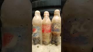 Pepsi-Cola, Coca-cola, Rc-cola and Mentos