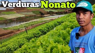 A Maior Plantação De Hortaliças que Você vai Ver Hoje (Verduras Nonato)