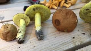 One Day's Mushroom Basket